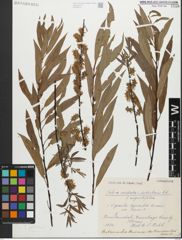 Foto von Salix petiolaris Sm.